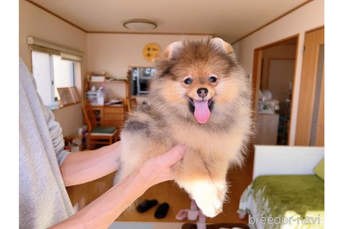 成約済の岐阜県のポメラニアン-281798の21枚目