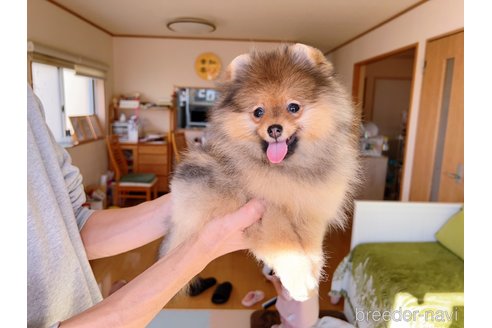 成約済の岐阜県のポメラニアン-281798の22枚目