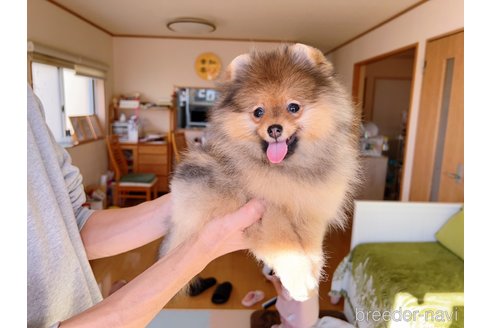 成約済の岐阜県のポメラニアン-281798の21枚目