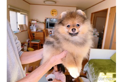 成約済の岐阜県のポメラニアン-281798の19枚目