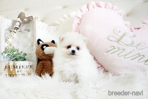 成約済の佐賀県のポメラニアン-291797の5枚目