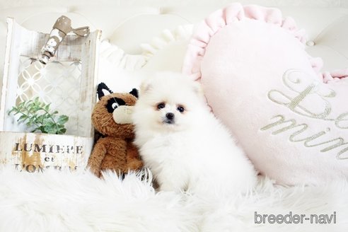 成約済の佐賀県のポメラニアン-291797の4枚目