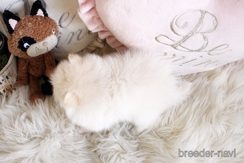 成約済の佐賀県のポメラニアン-291797の3枚目