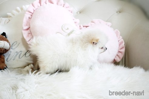 成約済の佐賀県のポメラニアン-291797の2枚目