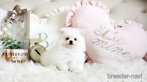 成約済の佐賀県のポメラニアン-291799