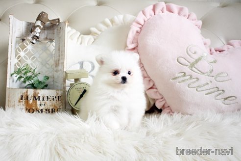 成約済の佐賀県のポメラニアン-291799の5枚目