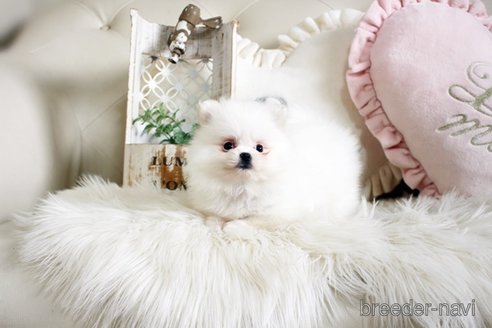 成約済の佐賀県のポメラニアン-291799の3枚目