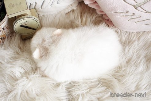 成約済の佐賀県のポメラニアン-291799の2枚目