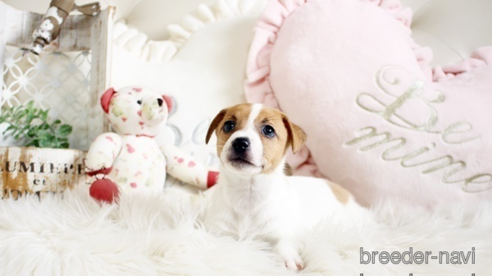 成約済の佐賀県のジャックラッセルテリア-291806の1枚目