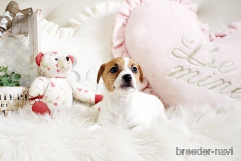 成約済の佐賀県のジャックラッセルテリア-291806の5枚目