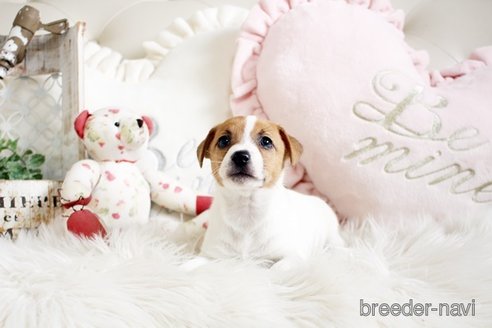 成約済の佐賀県のジャックラッセルテリア-291806の4枚目