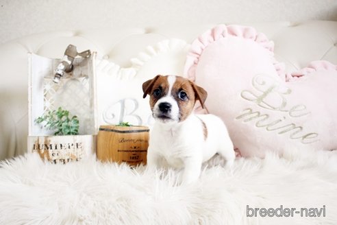 成約済の佐賀県のジャックラッセルテリア-291808の5枚目