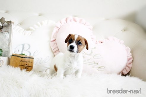 成約済の佐賀県のジャックラッセルテリア-291808の4枚目