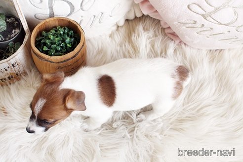 成約済の佐賀県のジャックラッセルテリア-291808の2枚目