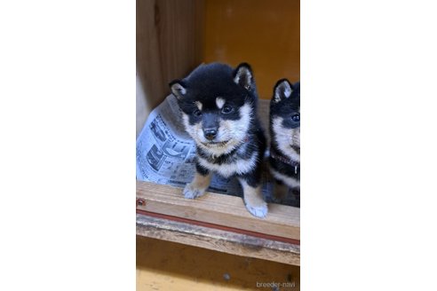 成約済の茨城県の豆柴-291844の3枚目