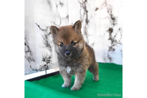 成約済の茨城県のミックス犬-288328の9枚目