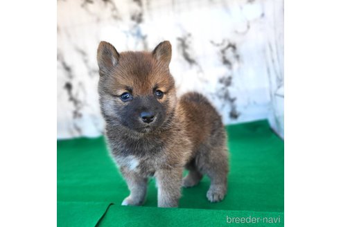 成約済の茨城県のミックス犬-288328の8枚目