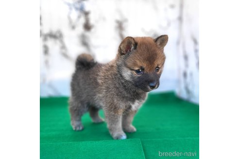 成約済の茨城県のミックス犬-288328の7枚目