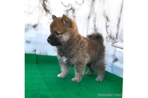 成約済の茨城県のミックス犬-288328の6枚目