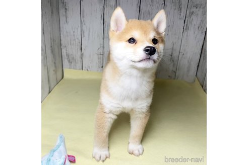 成約済の茨城県の豆柴-285195の26枚目