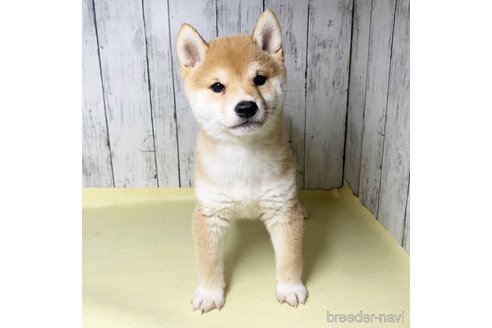 成約済の茨城県の豆柴-285195の25枚目
