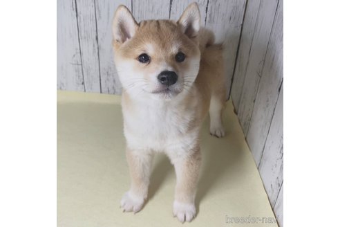 成約済の茨城県の豆柴-285195の23枚目
