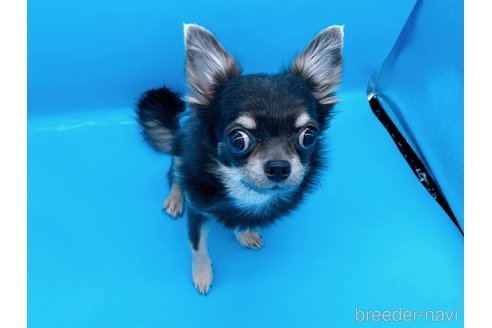 成約済の東京都のチワワ(ロングコート)-272866の8枚目