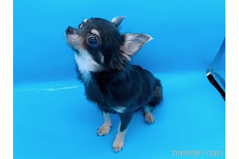 成約済の東京都のチワワ(ロングコート)-272866の9枚目