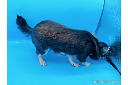 成約済の東京都のチワワ(ロングコート)-272866の11枚目