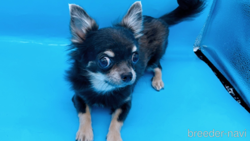 成約済の東京都のチワワ(ロングコート)-272866の7枚目