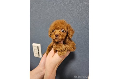 成約済の埼玉県のティーカッププードル-291869の3枚目