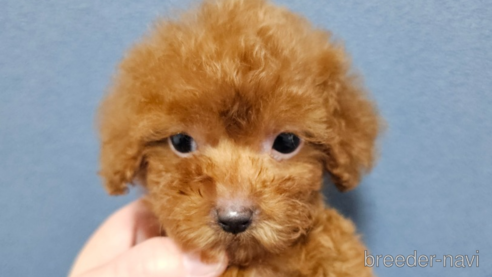 成約済の埼玉県のティーカッププードル-291870の1枚目