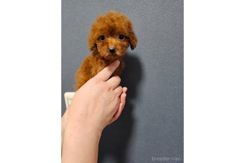 成約済の埼玉県のティーカッププードル-291870の3枚目