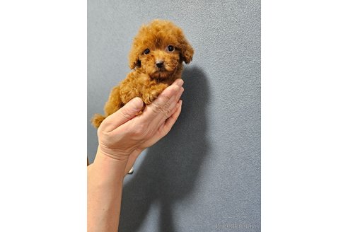 成約済の埼玉県のティーカッププードル-291870の2枚目