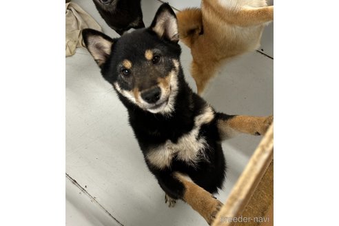 成約済の千葉県の柴犬-270259の2枚目