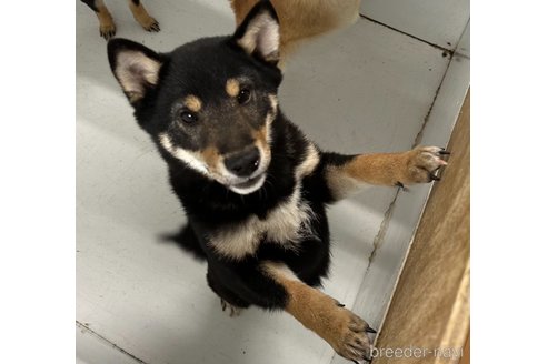 成約済の千葉県の柴犬-270259の3枚目