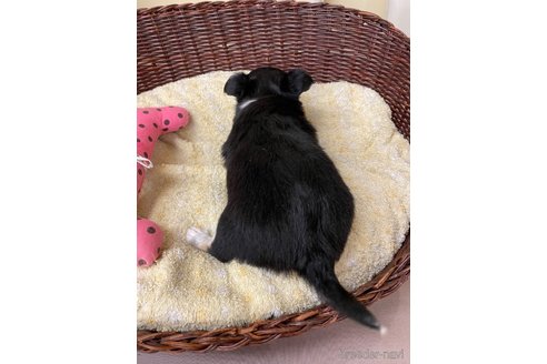 成約済の愛知県のチワワ(ロングコート)-291901の4枚目