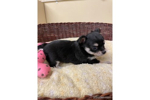 成約済の愛知県のチワワ(ロングコート)-291901の3枚目