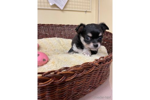 成約済の愛知県のチワワ(ロングコート)-291901の2枚目