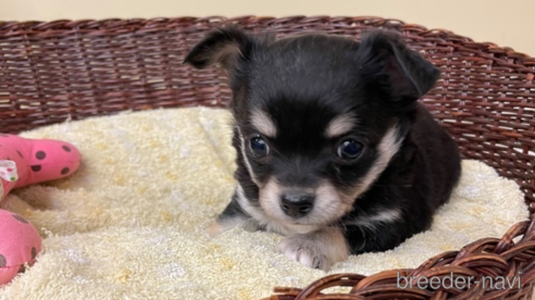 成約済の愛知県のチワワ(ロングコート)-291901の1枚目