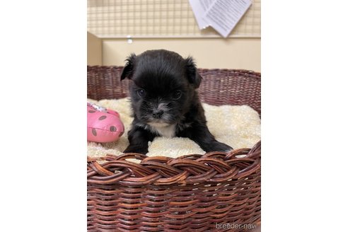 成約済の愛知県のミックス犬-291908の5枚目