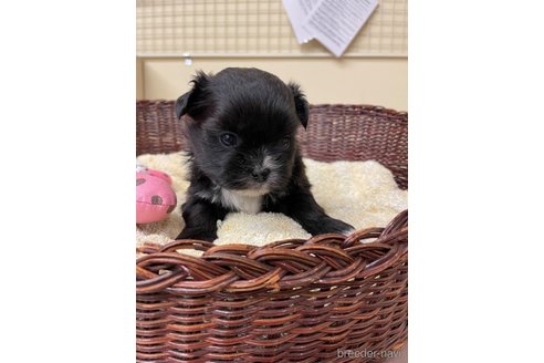 成約済の愛知県のミックス犬-291908の6枚目