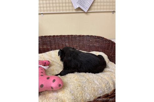 成約済の愛知県のミックス犬-291908の3枚目