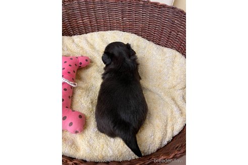 成約済の愛知県のミックス犬-291908の4枚目