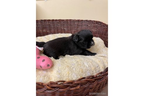 成約済の愛知県のミックス犬-291908の2枚目