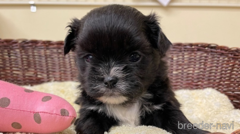 成約済の愛知県のミックス犬-291908