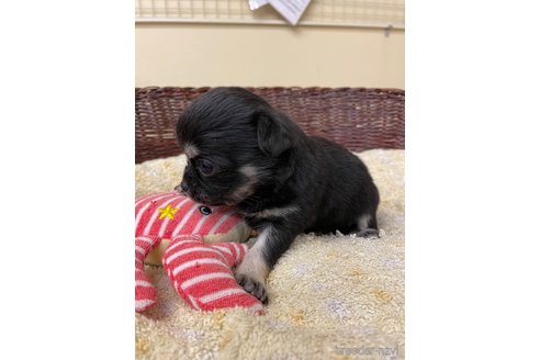 成約済の愛知県のチワワ(ロングコート)-291912の3枚目