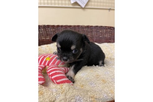 成約済の愛知県のチワワ(ロングコート)-291912の4枚目