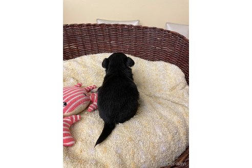 成約済の愛知県のチワワ(ロングコート)-291912の5枚目