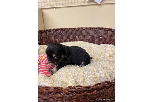 成約済の愛知県のチワワ(ロングコート)-291912の6枚目